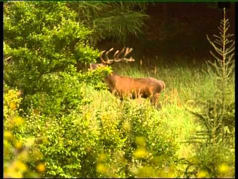 Rotwild-Brunft Teil-1, rutting hart