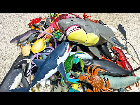 Entire Sea Animals Collection - Shark, Whale, Dolphin, Turtle, Crab, Squid, Dugong, Eel, Fish