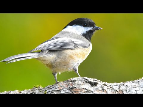 Sýkorka čiapočkatá (Poecile atricapillus) — správanie, biotop a hlas