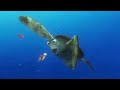 Finding Nemo 2003 Crush And His Squirt Sea Turtles Scene
