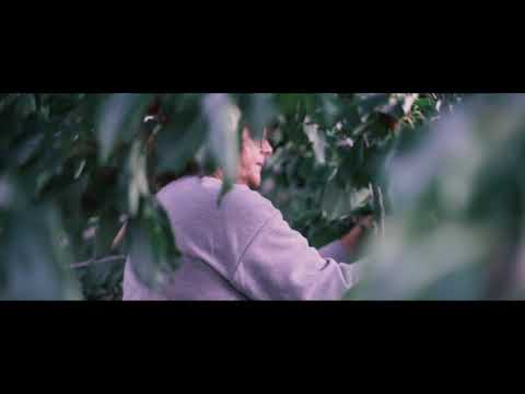 What makes the European Picota Cherry so special?