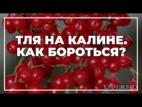 Тля на калине, что делать, как бороться? | toNature.Info