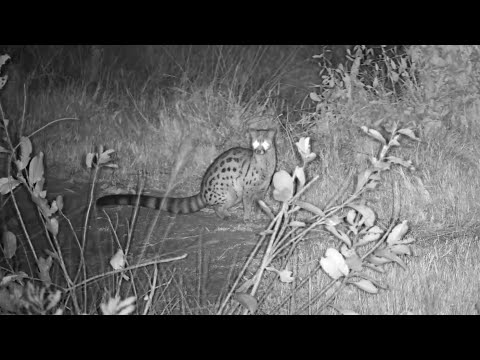 South African large-spotted genet  (Genetta tigrina) at Djuma Waterhole - Djuma Cam Live Stream
