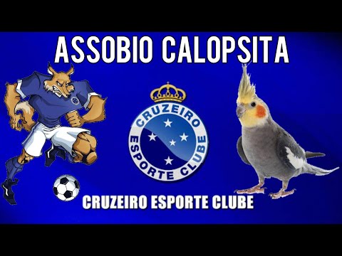 COMO ENSINAR CALOPSITA A CANTAR O HINO DO CRUZEIRO