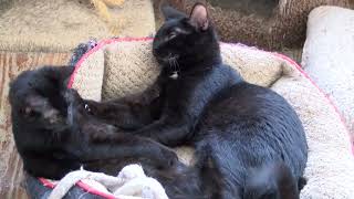 Shreveport Bossier Animal Rescue on Black cats and Adoptions