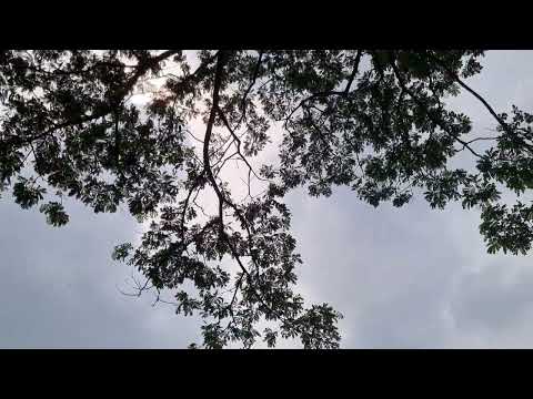 A Soothing and Relaxing Video