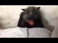 Flying Fox bat eats grapes