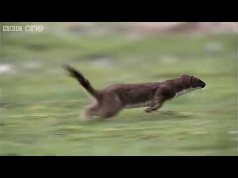 BBC | Life - Stoat kills rabbit ten times its size (Korean Subtitle)