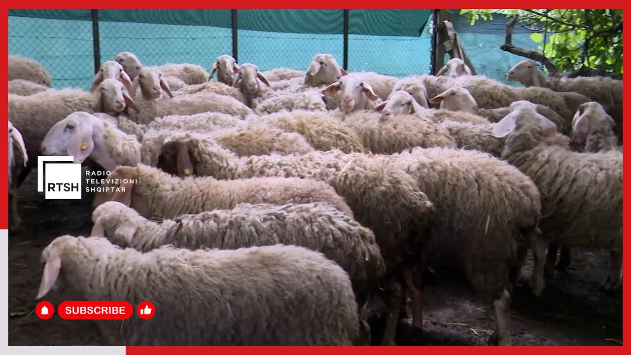 Skema Kombëtare e Investimeve 2025, në Shkodër mbi 200 fermerë të interesuar në javën e parë të aplikimeve