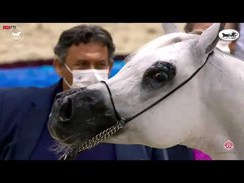 N 103 PUYSTYNNA FIESTA   Dubai International Arabian Horse Championship 2021   Mares 10+ Years Old C