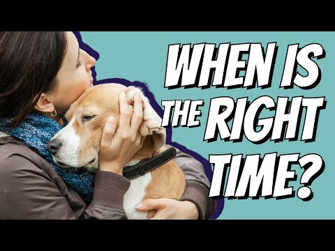 When is the right time to euthanize your pet?