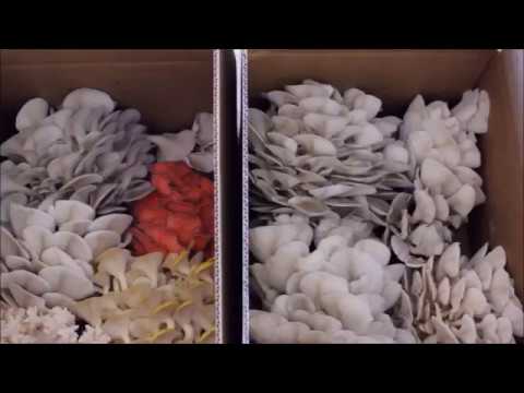 Boxing up Mushrooms