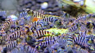 Caridina cf. Babaulti Zebra OE