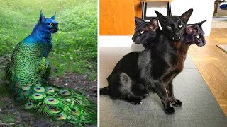 Dünyada Eşi Benzeri Olmayan 10 Sıradışı Kedi Türü.