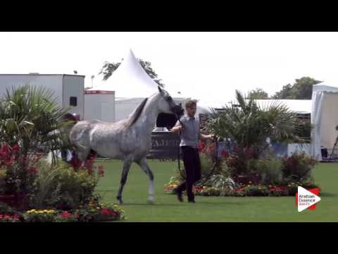 N.76 AJA ALEXANDAR - Chantilly 2015 AWC - Stallions 4 to 6 years old (Class 9)