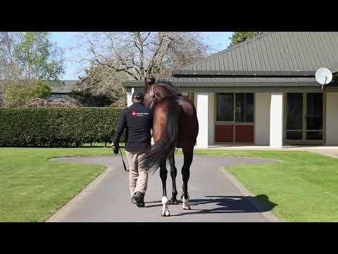 Haunui Farm Stallion Parade 2020
