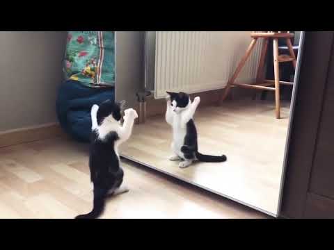 Funny Cat And mirror Video Funny video What's App Videos 30 Seconds Status Video