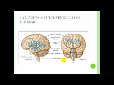 Chapter 8 The Nervous system Part 2