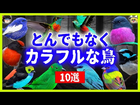 カラフルな鳥の特徴と写真 -