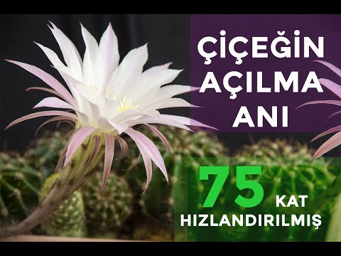 Çiçeğin açılma ânı - Moments of bloom