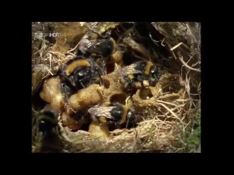 Löwenzahn mit Peter Lustig - Die Biene im Pelz in HD