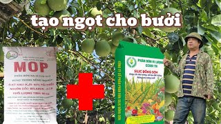 ✨ Techniques to sweeten Cat Que grapefruit at the end of June - Gardeners need to know! ✨