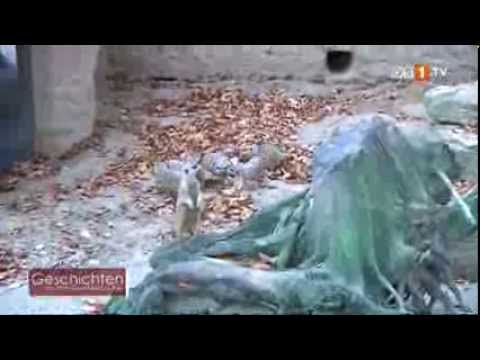 Geschichten aus dem Osnabrücker Zoo -- Die Erdmännchen