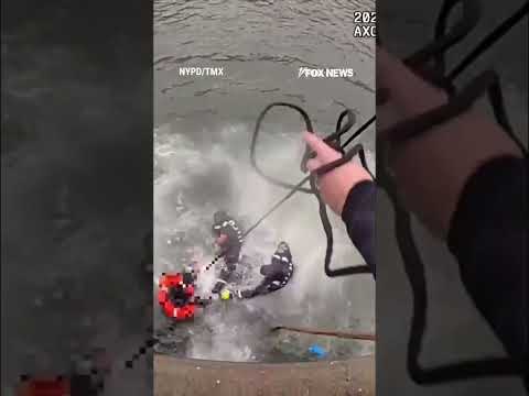 'I GOT YOU': NYPD officers pull off heroic rescue in NY Harbor #shorts #us #news #police #rescue