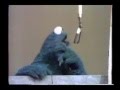 Sesame Street Cookie Bookie