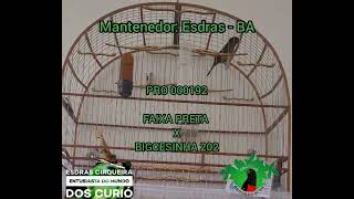 PRO 000192 - FAIXA PRETA X BIGCESINHA 202 - CRIATÓRIO PRORROGAÇÃO