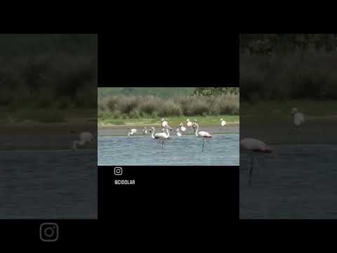 Flamingo chileno  - Tavares  - Rio Grande do Sul