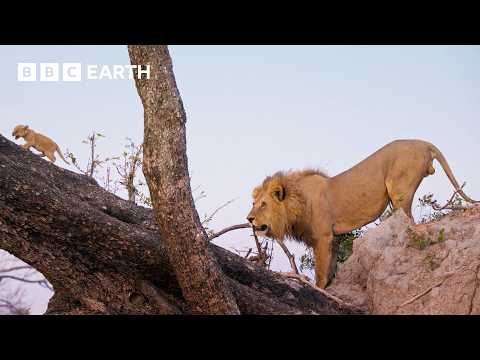 Can This Lion Cub Survive a Perilous Fall? | Big Cats 24/7 | BBC Earth