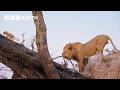 Can This Lion Cub Survive A Perilous Fall Big Cats 24 7 BBC Earth