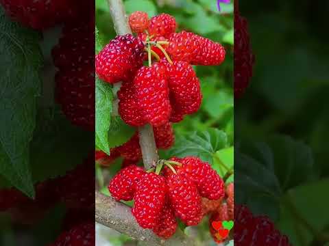 Como Plantar Amora: Guia Completo para Cultivo e Colheita de Frutas Saudáveis
