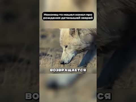 Мать встала между волками и детьми #материнство #животные #детёныш