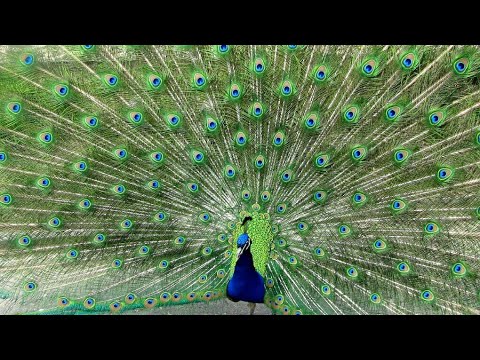 Beautiful Peacock Dance | Amazing Peacock Dance Display |  Peacock Dance Vlog | Noreva Projects
