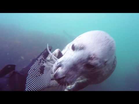 Farnes 4/6 /17 Northumberland