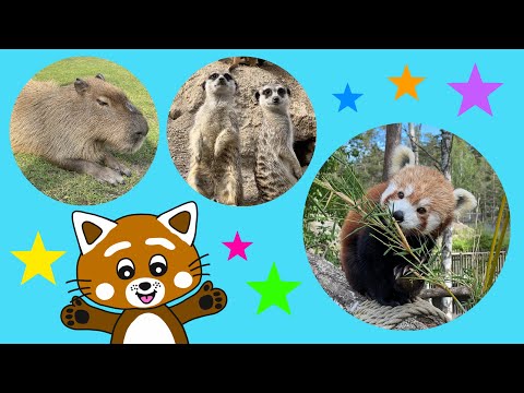 Pukkins träffar roliga djur i Kolmårdens Djurpark - Lek och lär med Pukkins - Lek med oss