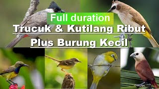 Download lagu Suara Kutilang dan Trucuk Ribut Kombinasi Burung Kecil, Jernih berdurasi panjang mp3