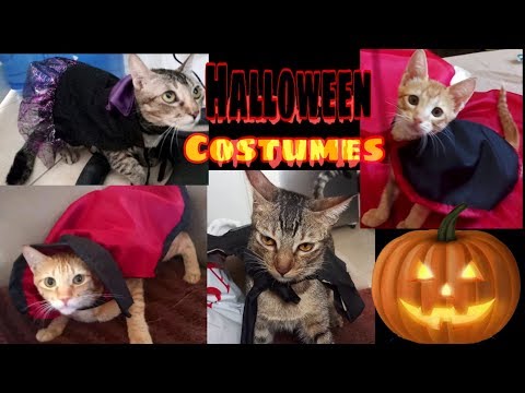 How to make halloween costume for cats | CatsLifePH