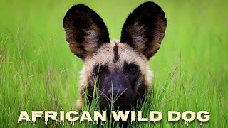 Download lagu African wild dog sounds, painted dog mp3