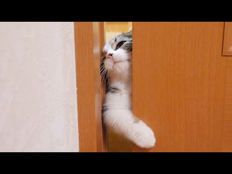 Kitten Coco wants to get inside through the gap in the door