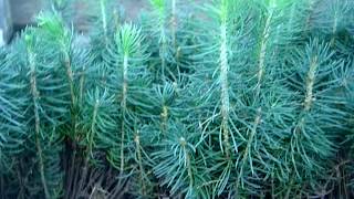 Ель веймутова. Сосна джеффри. Хвойный дворик шахты. Веймутова новогодняя сосна. Сосна кедровая саженцы.