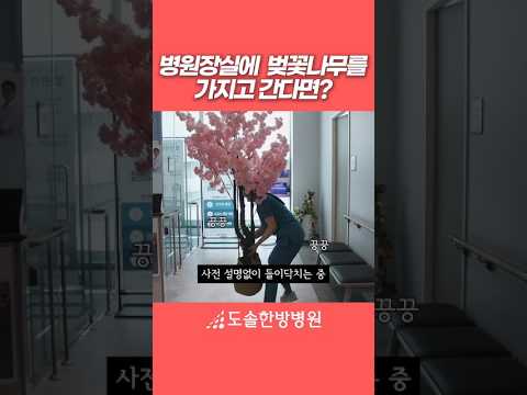 병원장실에 벚꽃나무를 가지고 간다면? [천안점] #도솔한방병원 #한방병원 #병원 #병원릴스 #기습 #꽃