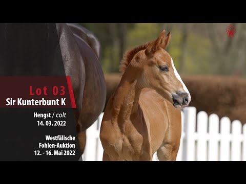 Fohlen-Auktion Lot 3 Sir Kunterbunt K Hengst v. Sir Donnerhall I - Fidertanz