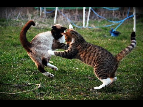 صوت معركة بين القطط le son d un combat de chats