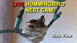 Live Allen's Hummingbird Nest Cam: Watch the Babies from Hatch to their First Flight (Side View)