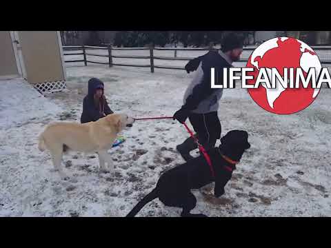 FUNNIEST DOGS in SNOW COMPILATION   Haven't seen better yet! Enjoy watching and LAUGH with us!