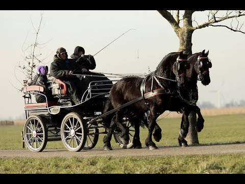 Stal Okkemas Wallachpaar – links: Wilhelmus & rechts: Hitzer