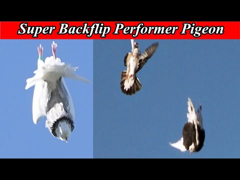 , title : 'Amazing Super Backflip Performer Pigeon - The Great Trumpeter Exclusive Video - Tumbler pigeons'